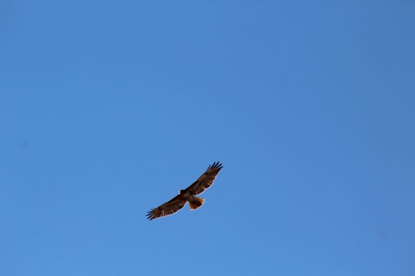 Ястреб в небе