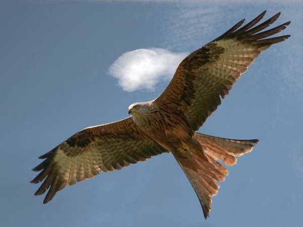Коршун в небе