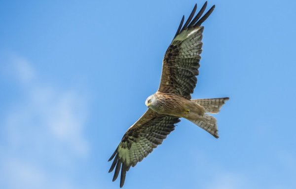 Коршун в полете