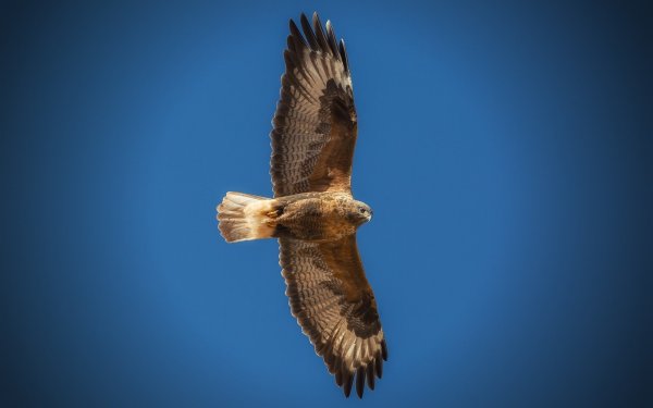 Сокол летит вид снизу