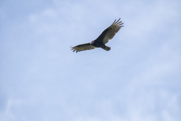 Хищная птица в небе