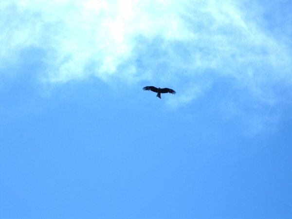 Сокол в небе