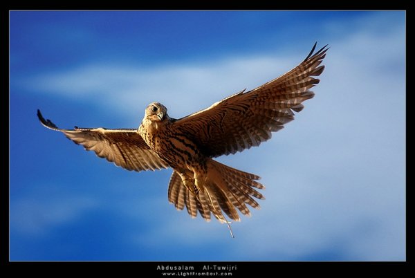 Сокол в полете