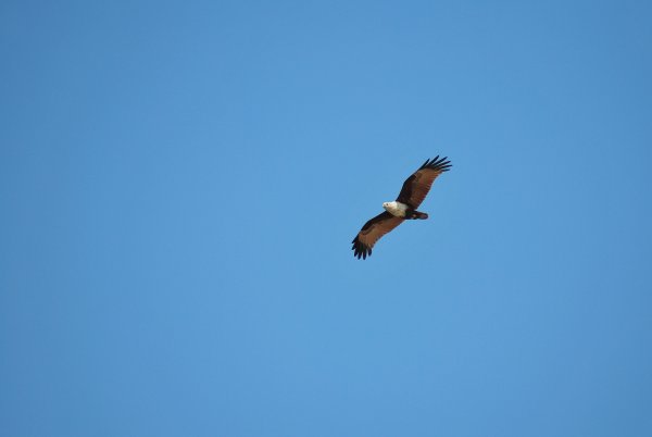 Хищная птица высоко в небе