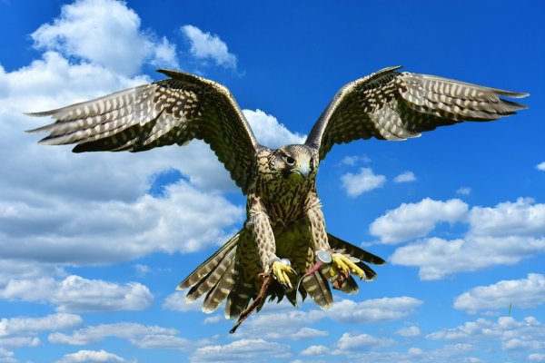 Фалькон Сокол