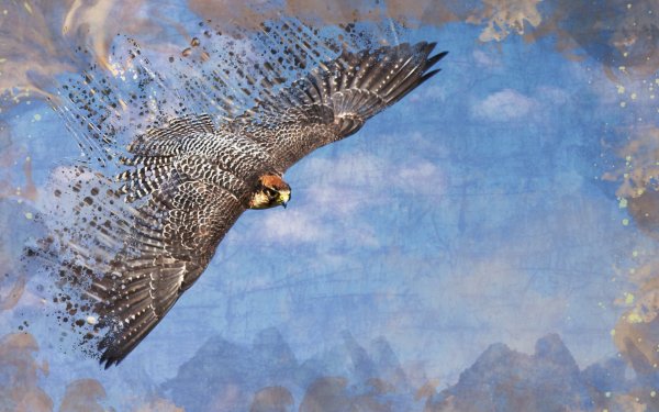 Орёл парит снизу