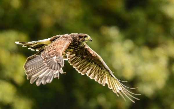 Сокол балобан парящий