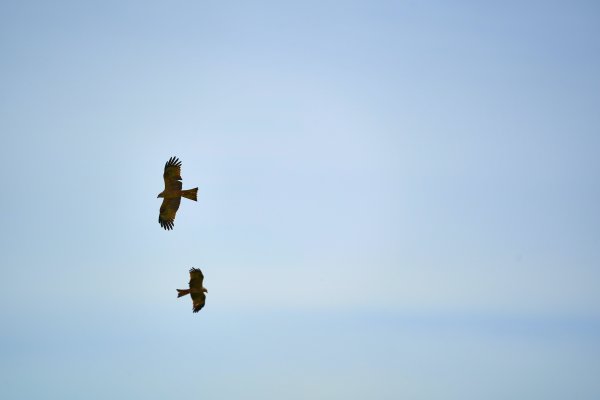 Сокол Сапсан Крылья