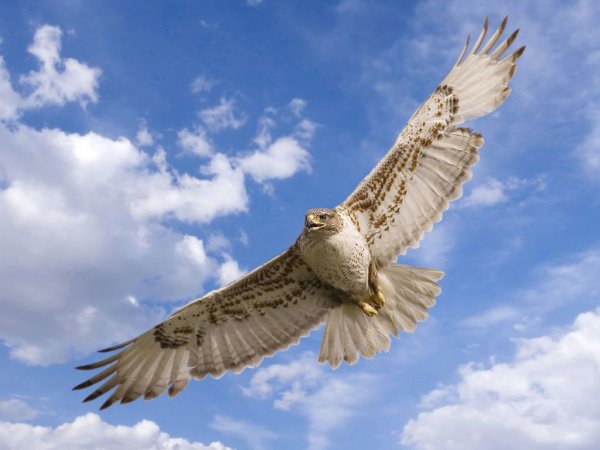 Птица парит в небе