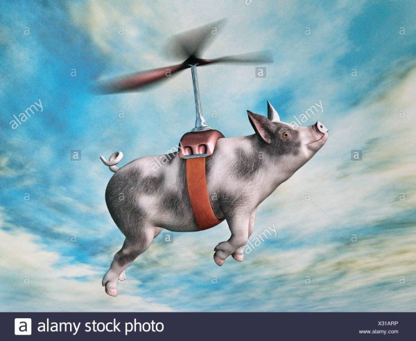Летающая свинья