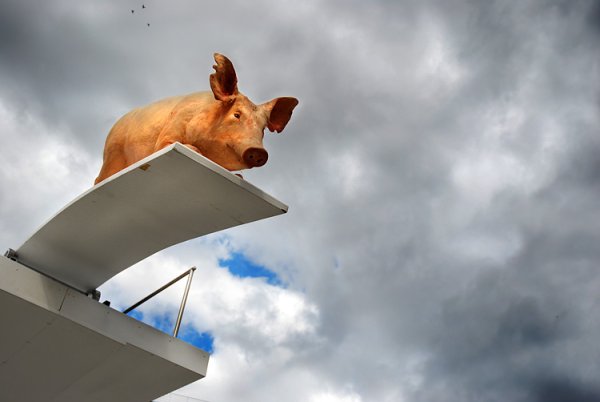 День летающих свинок