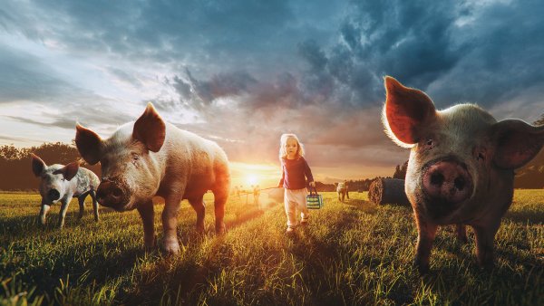 Свинки на природе