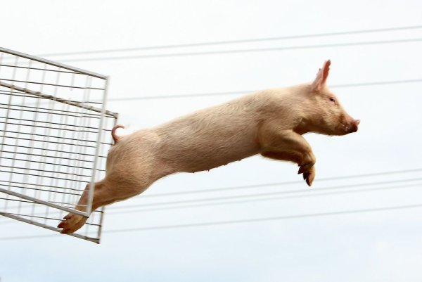 Прыгает кабанчик