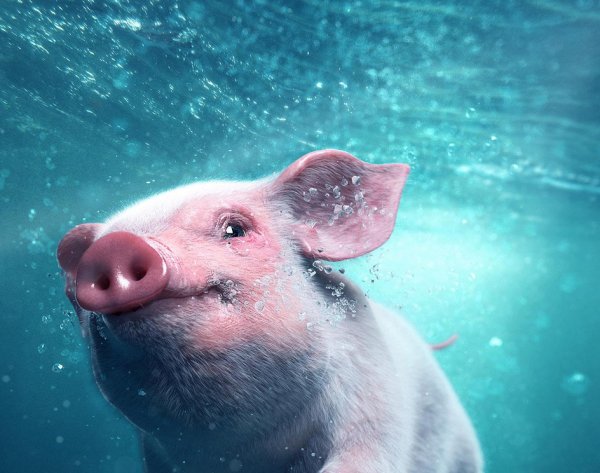 Водяная свинья