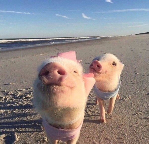 Свинка на пляже