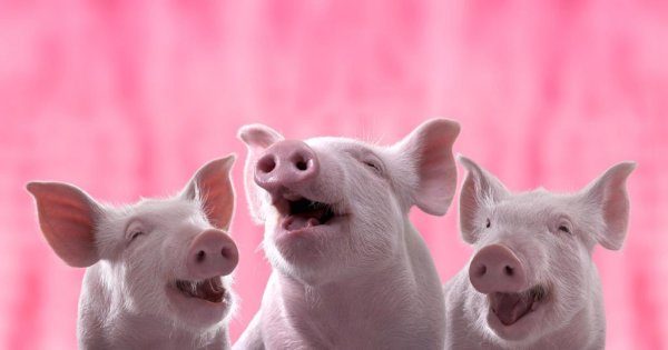 Бейб четвертый малыш