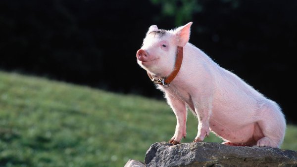 Летающая свинья