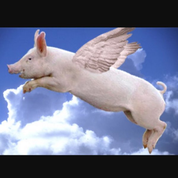 Летающая свинья