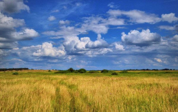 Луговые степи Воронежской области