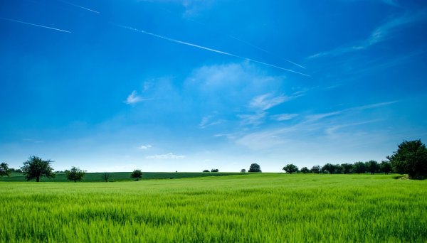 Летняя ночь