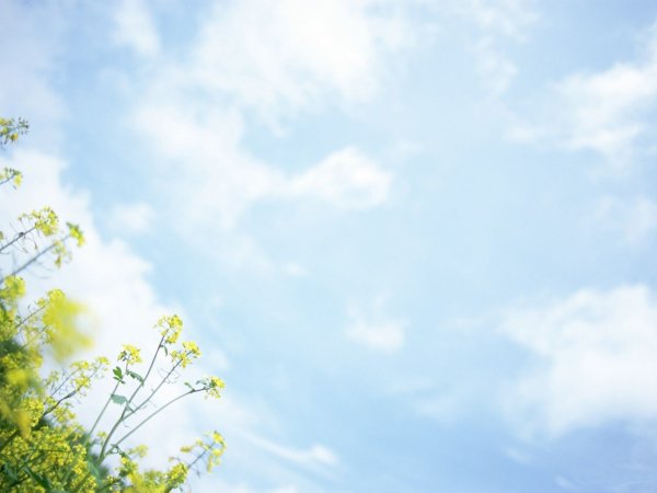 Весенний фон для презентации