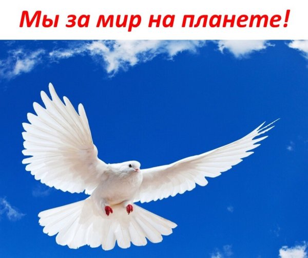 Футаж голуби