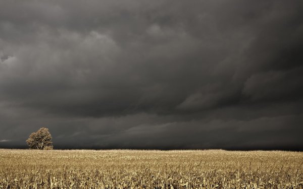 Пасмурное поле