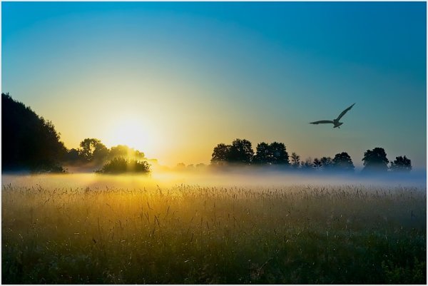 Птицы над лесом