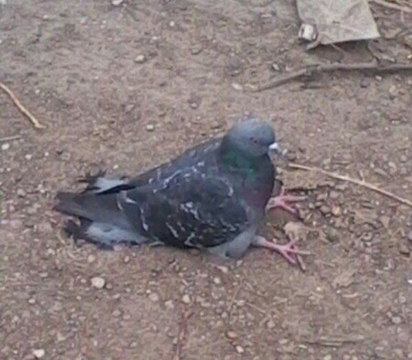 Голубь Горлица