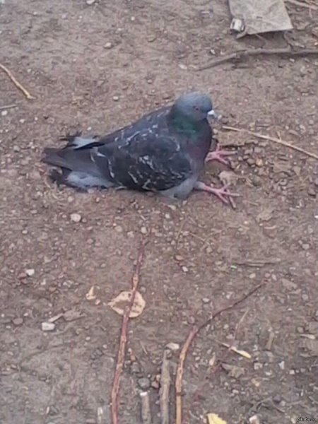 Голубь сидит