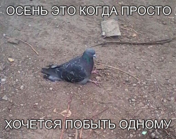 Грустный голубь