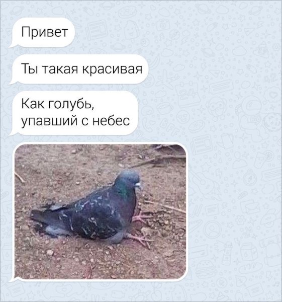 Ты как голубь упавший с небес фото