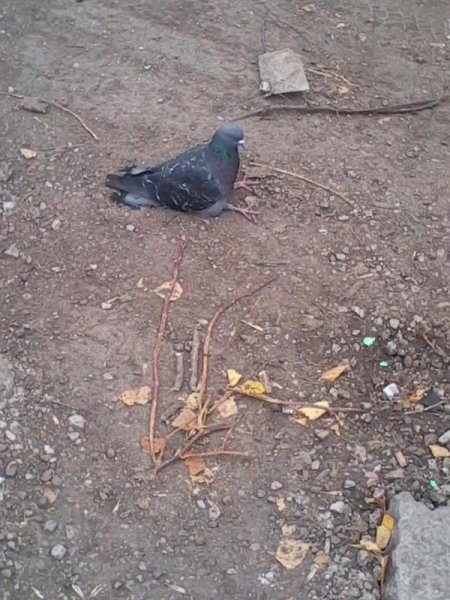 Грустный голубь