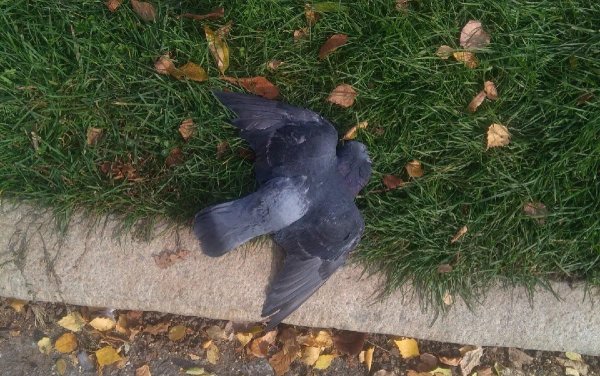 Сова против голубей