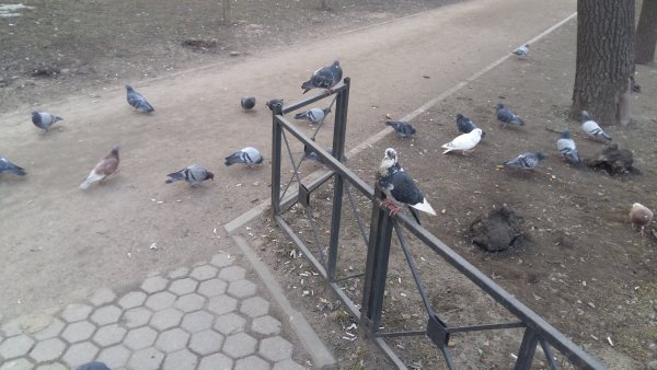 Голубь сидит