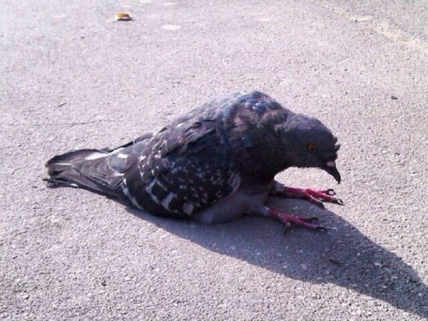 Голубь сидит