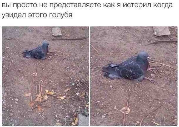 Голубь сидит