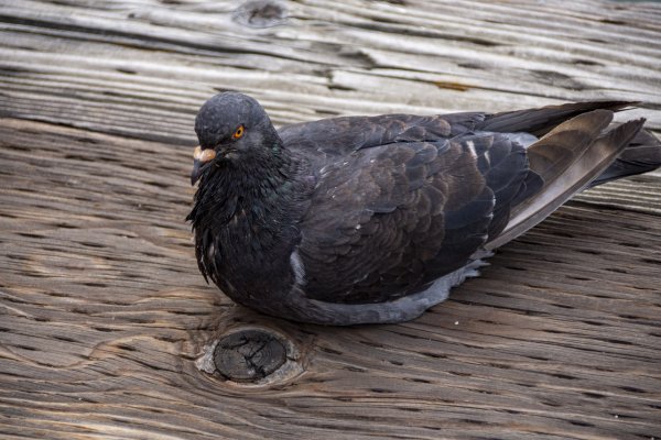 Голубь смешной фото