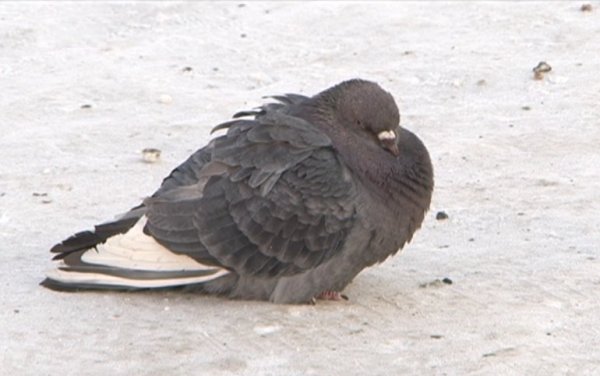 Голубь сидит