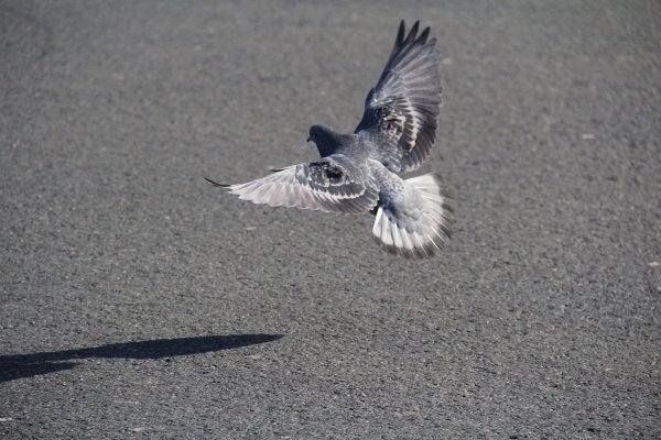 Обиженный голубь