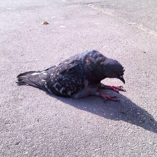 Голубь вдали