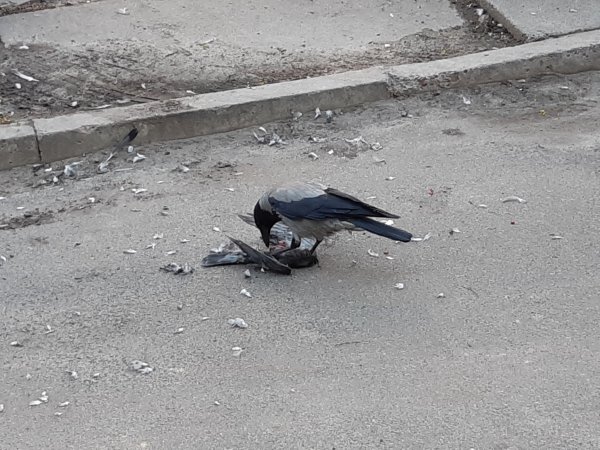 Сидячий голубь