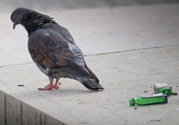 Чайки убийцы