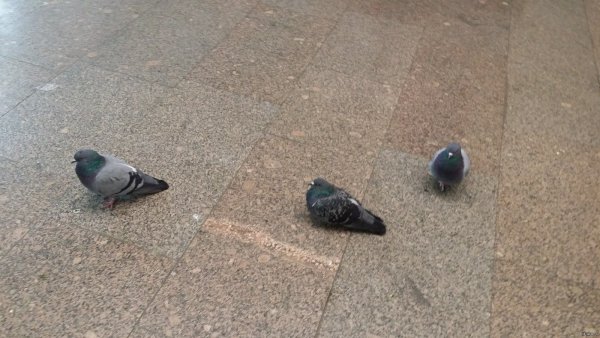 Голубь сидит