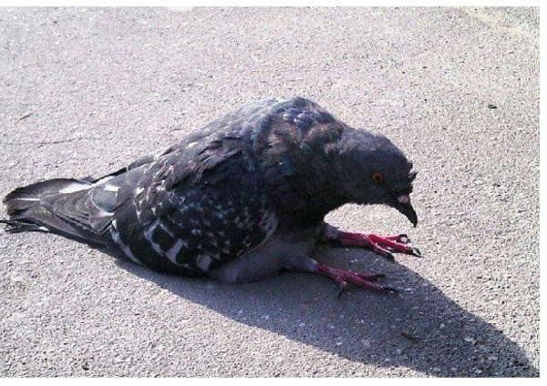 Голубь сидит