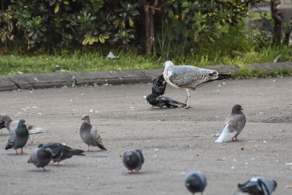 Мокрый голубь