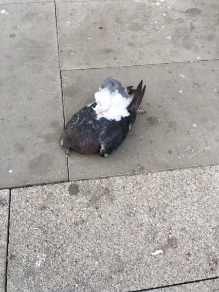 Голубь в одежде