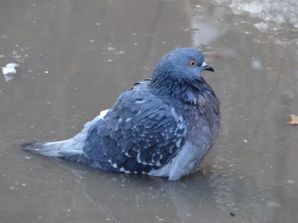 Грустный голубь