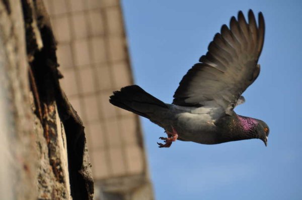 Голуби на асфальте