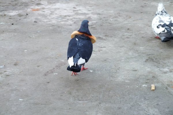 Наркоманский голубь